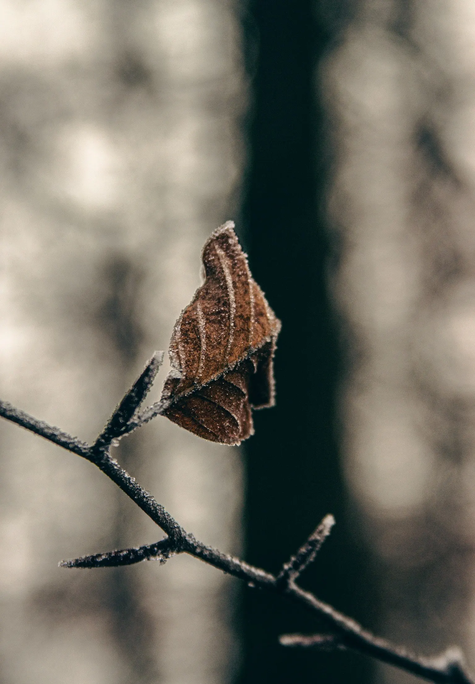 Frozen brown leaf on a bare branch, its edges covered in frost
